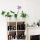 Indoor Plants - My Room Decor
